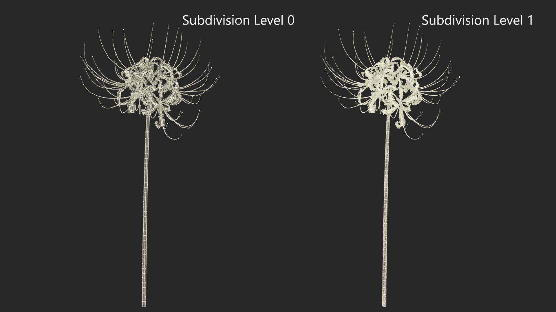 3D Spider Lily Flower model