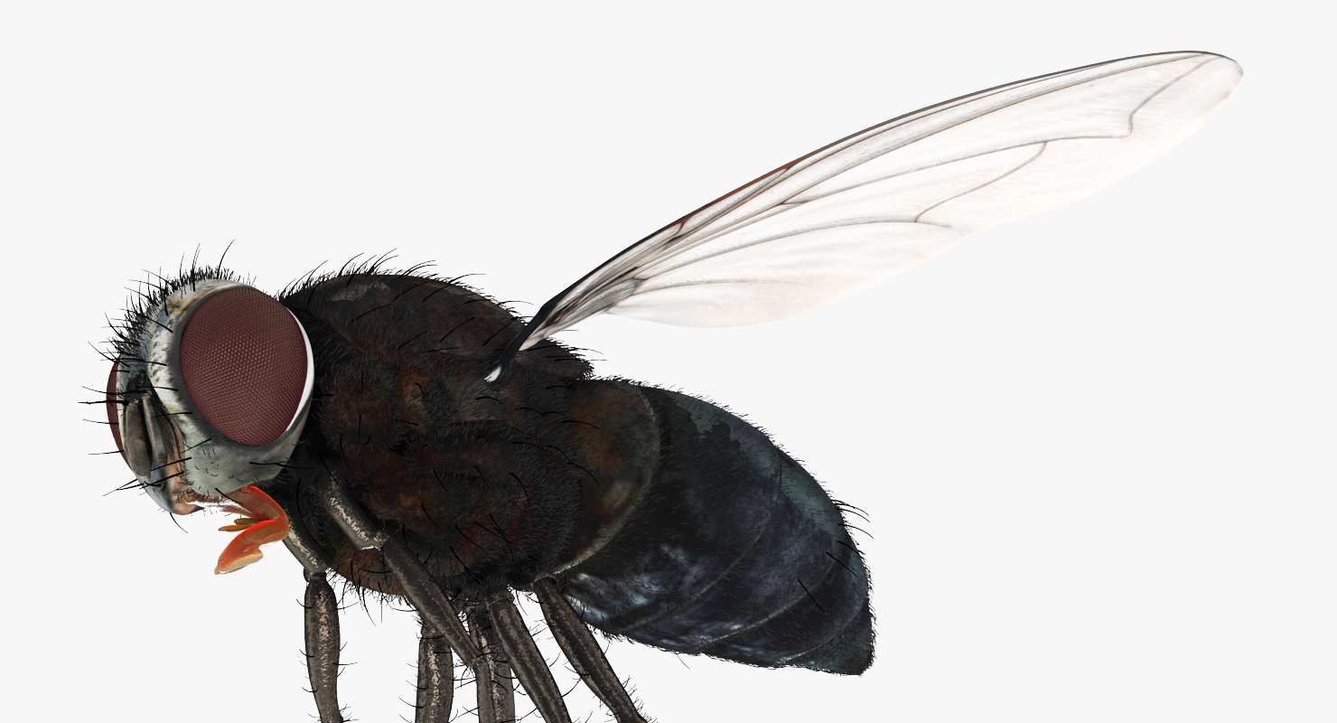 Fly Pose 3 with Fur 3D model