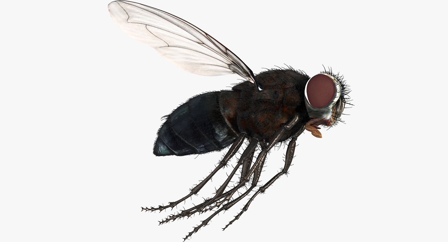 Fly Pose 3 with Fur 3D model