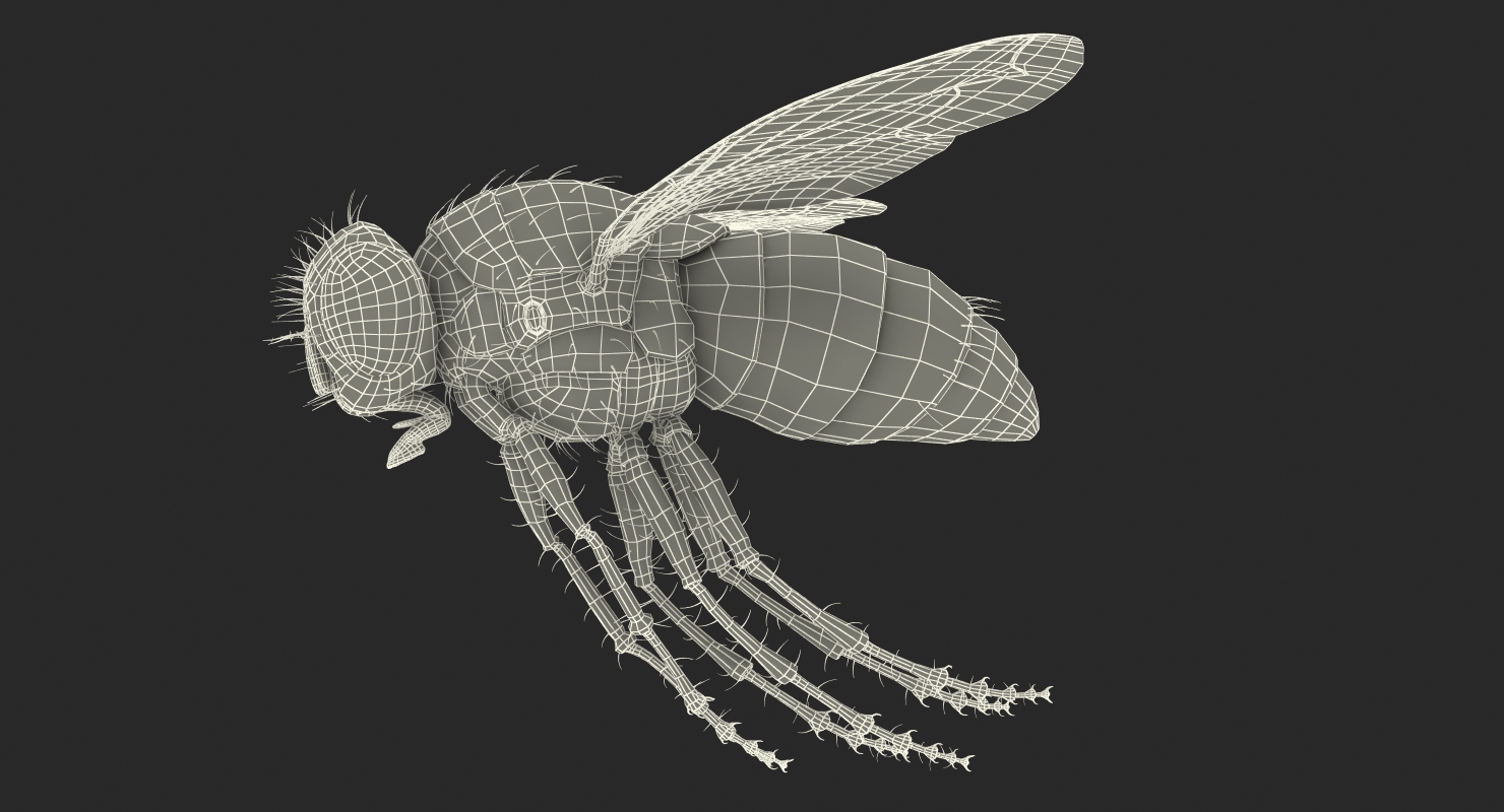 Fly Pose 3 with Fur 3D model