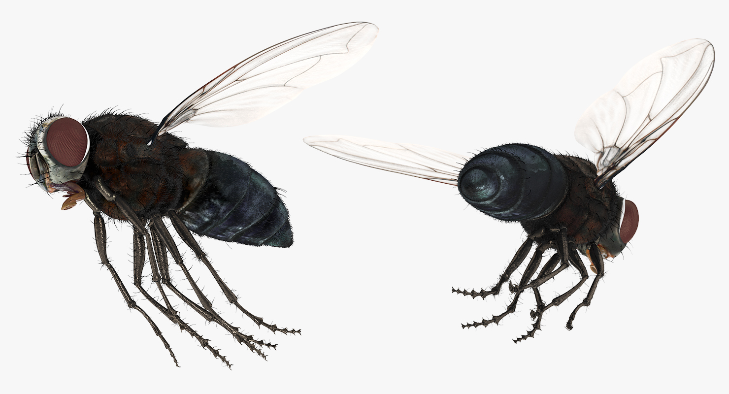 Fly Pose 3 with Fur 3D model