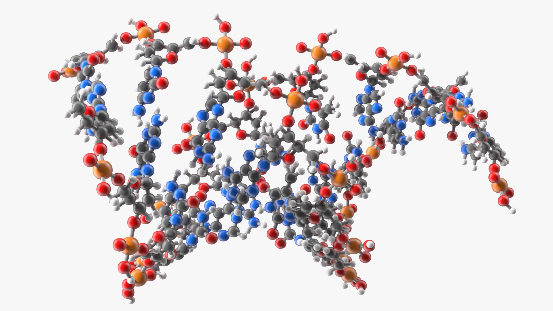 3D model A Form DNA Structure