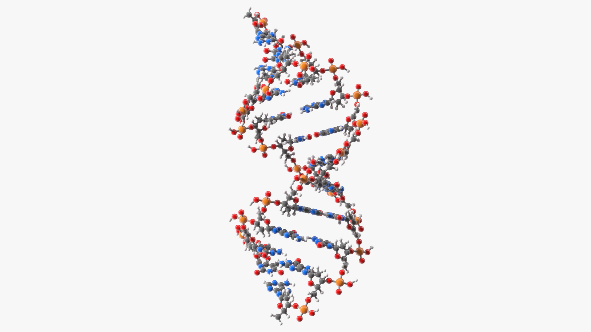 3D model A Form DNA Structure
