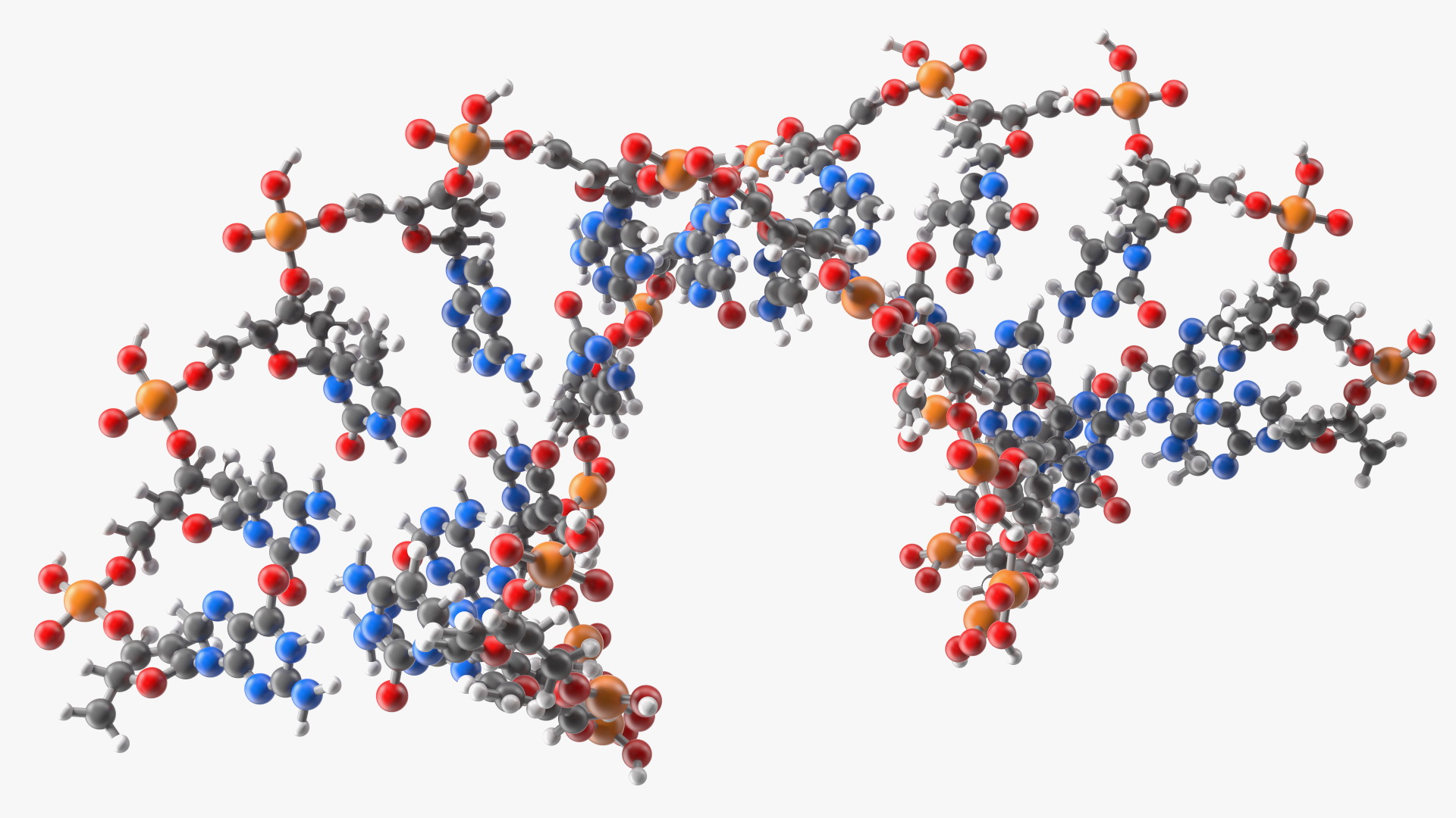 3D model A Form DNA Structure