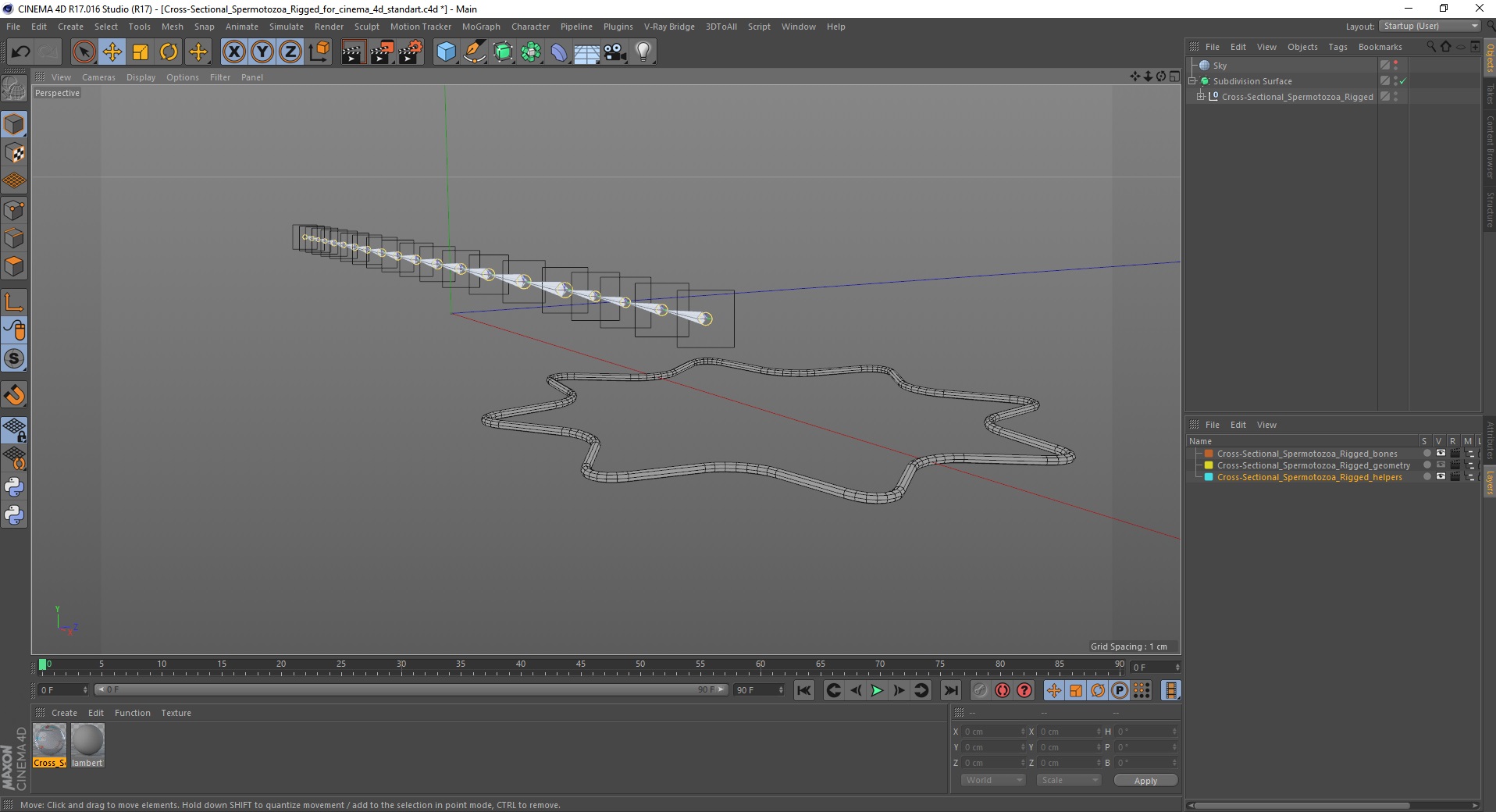3D Cross-Sectional Spermotozoa Rigged for Cinema 4D model