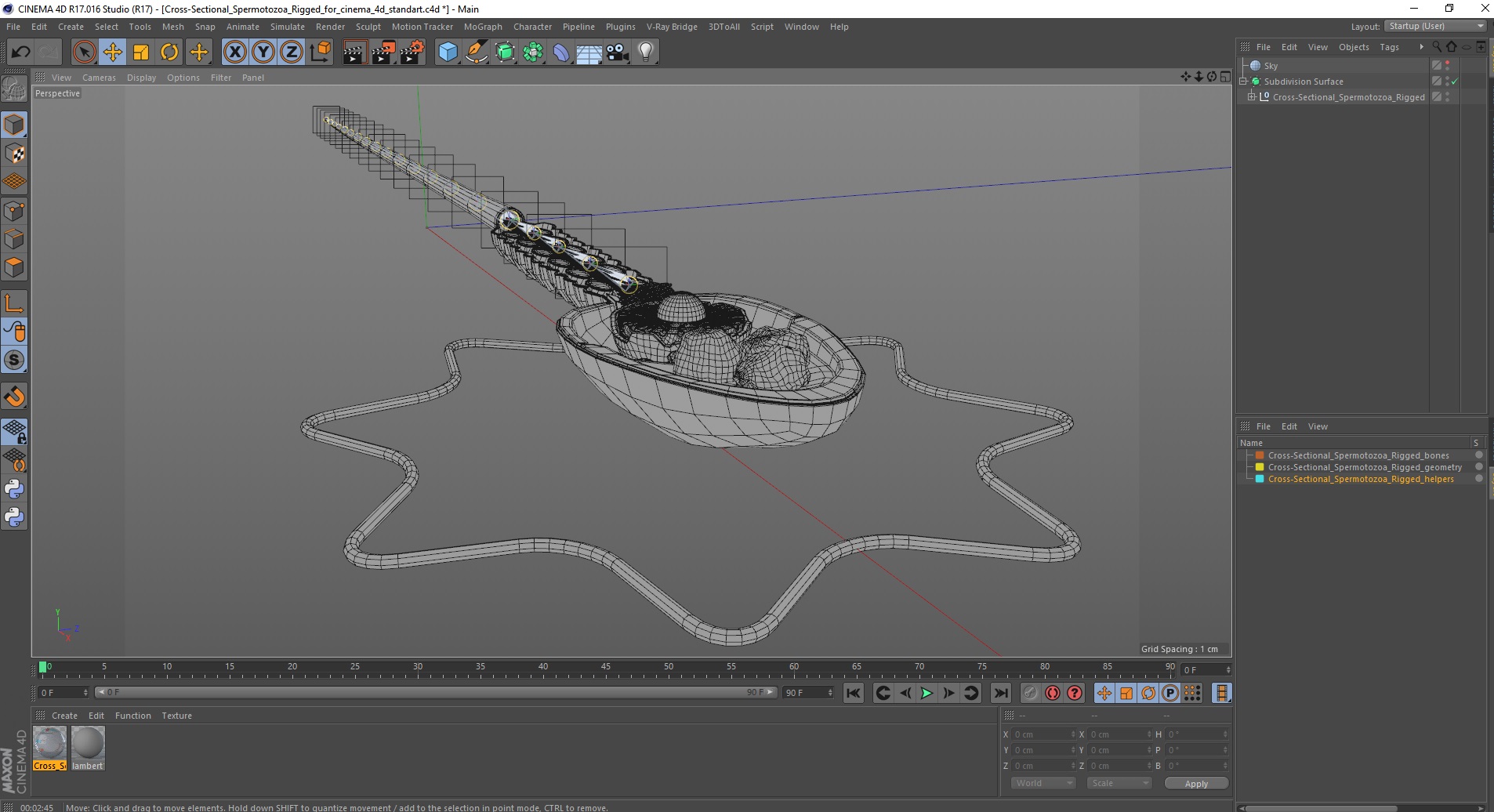 3D Cross-Sectional Spermotozoa Rigged for Cinema 4D model