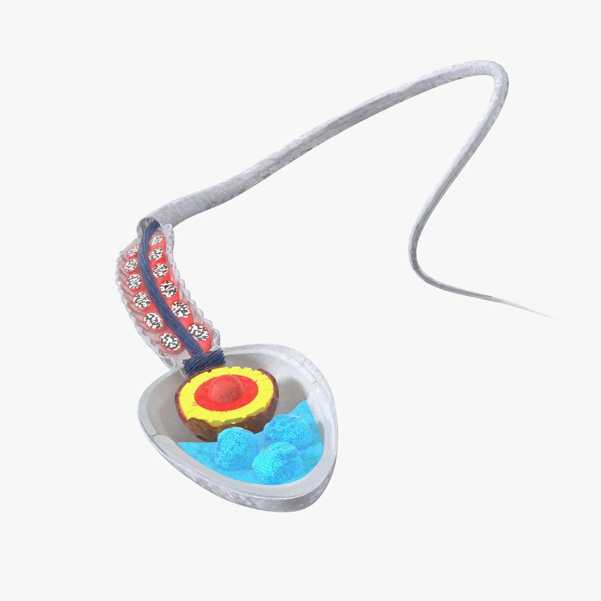 3D Cross-Sectional Spermotozoa Rigged for Cinema 4D model
