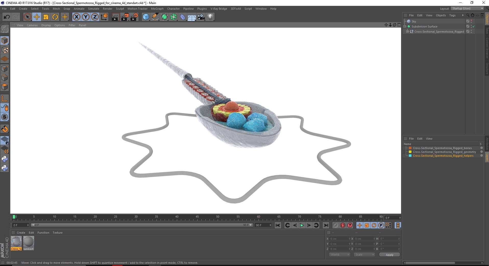 3D Cross-Sectional Spermotozoa Rigged for Cinema 4D model