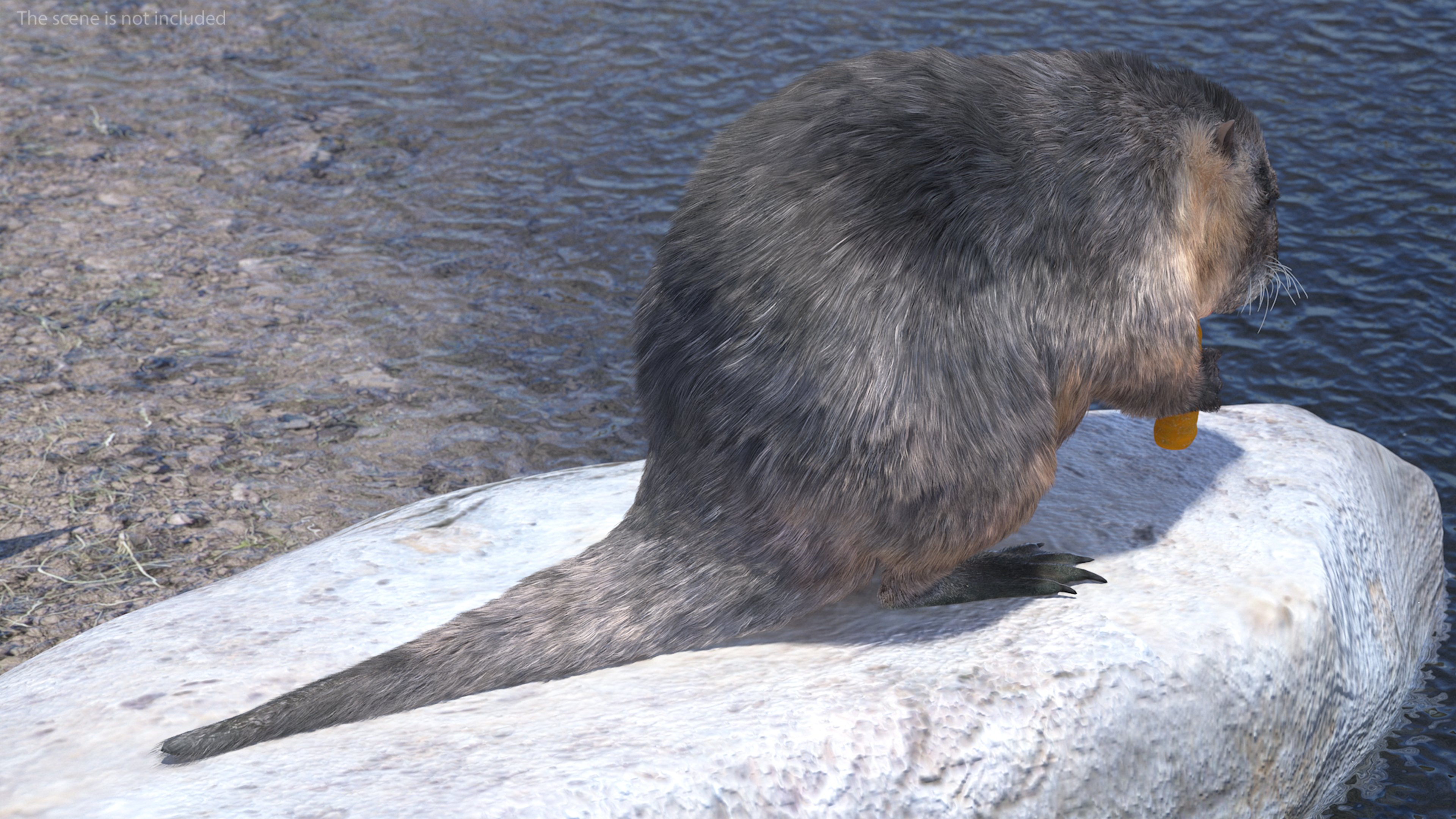 Nutria Eating Carrot Fur 3D model