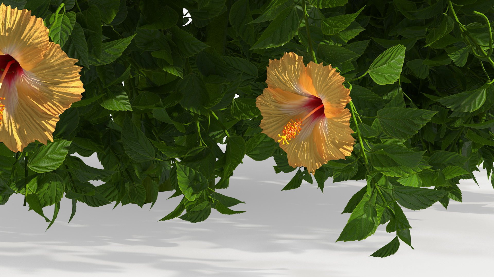 Blooming Hibiscus Bush Orange 3D model