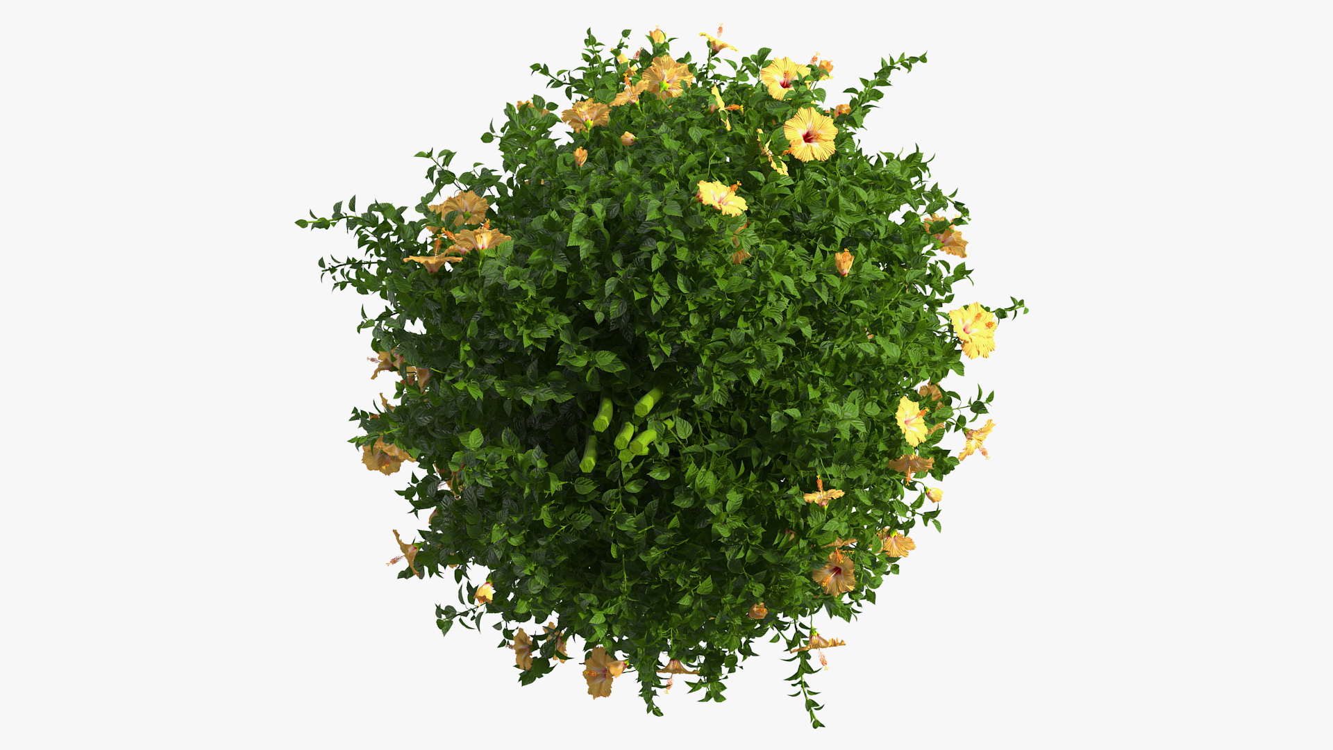 Blooming Hibiscus Bush Orange 3D model