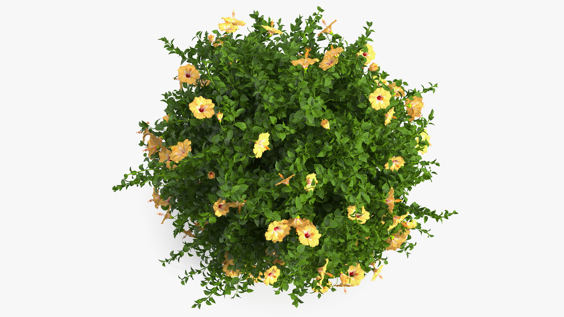 Blooming Hibiscus Bush Orange 3D model