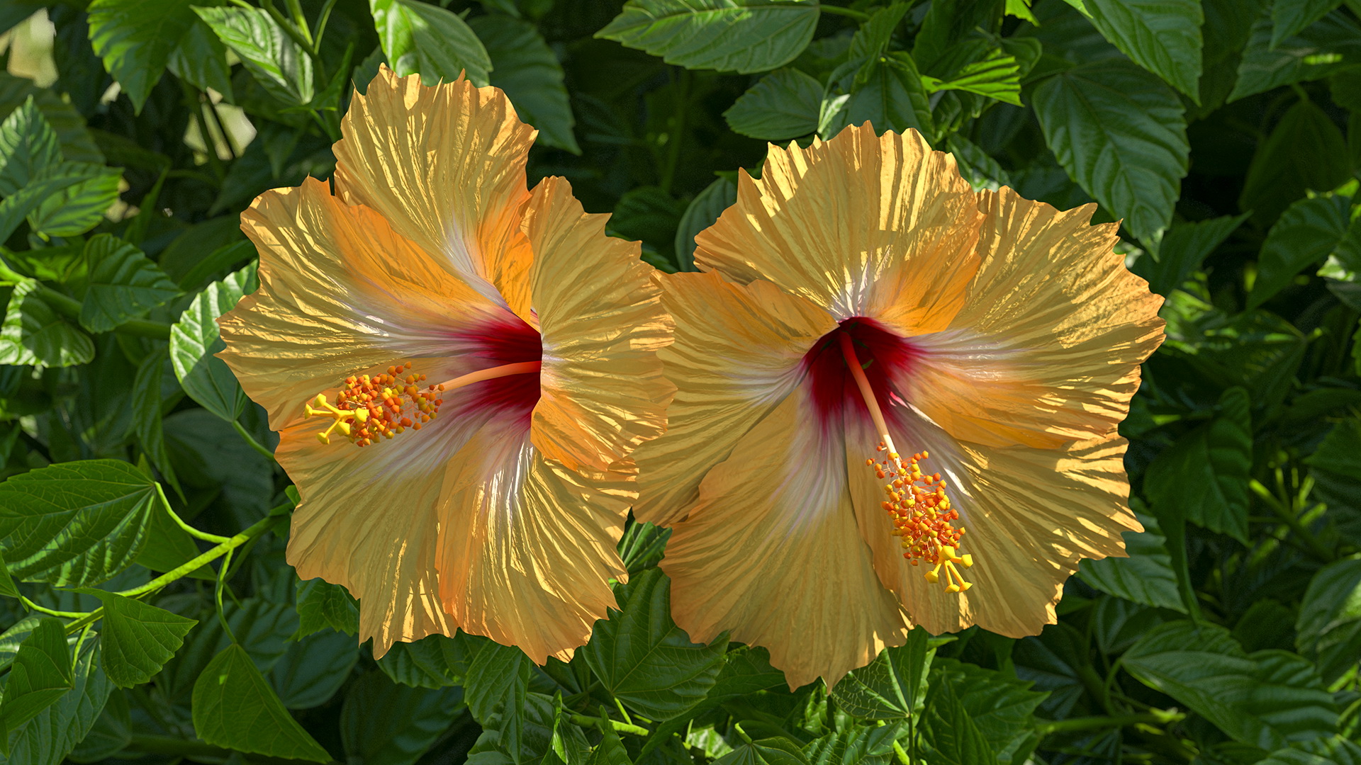 Blooming Hibiscus Bush Orange 3D model