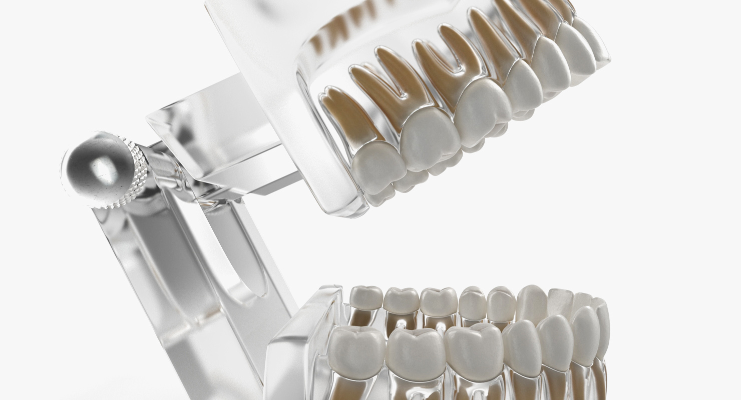 Transparent Dental Typodont Teeth Model 3D model