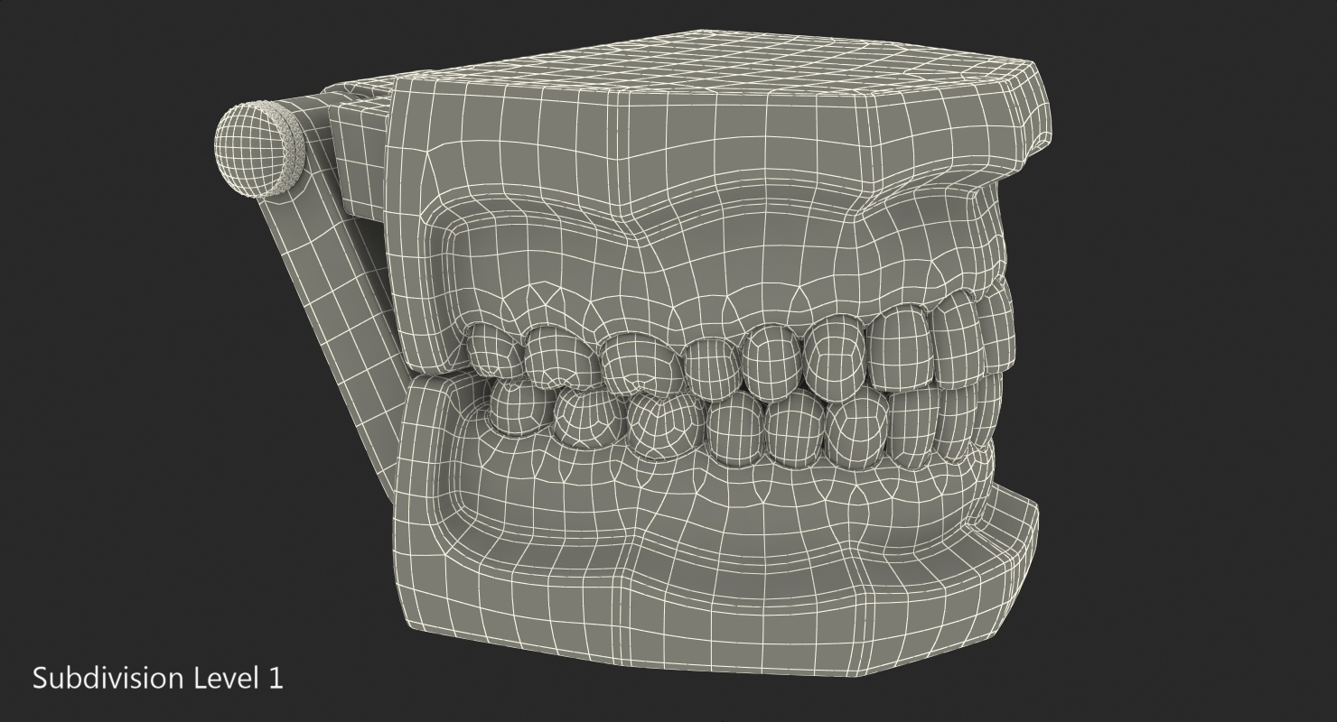 Transparent Dental Typodont Teeth Model 3D model