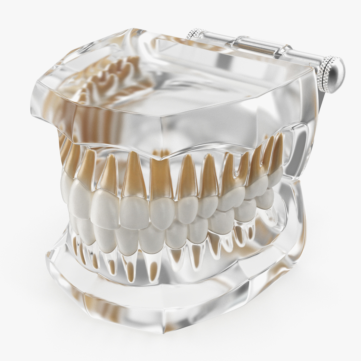 Typodont Teeth Model, view 3