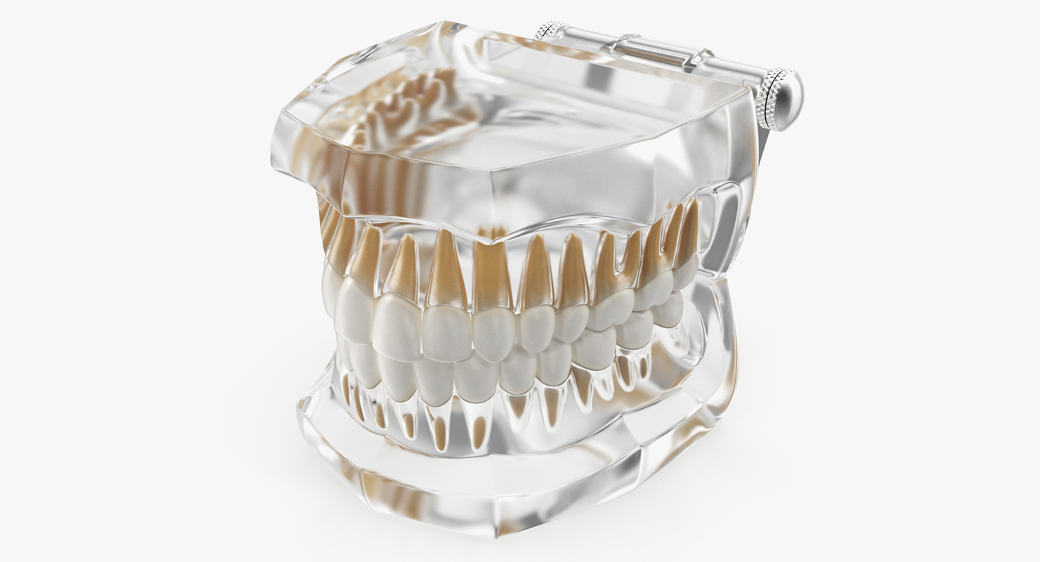 Transparent Dental Typodont Teeth Model 3D model