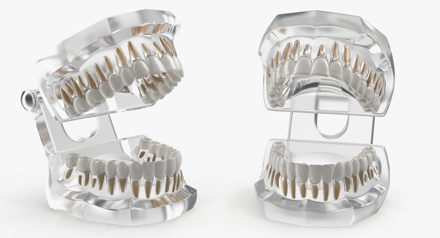 Transparent Dental Typodont Teeth Model 3D model