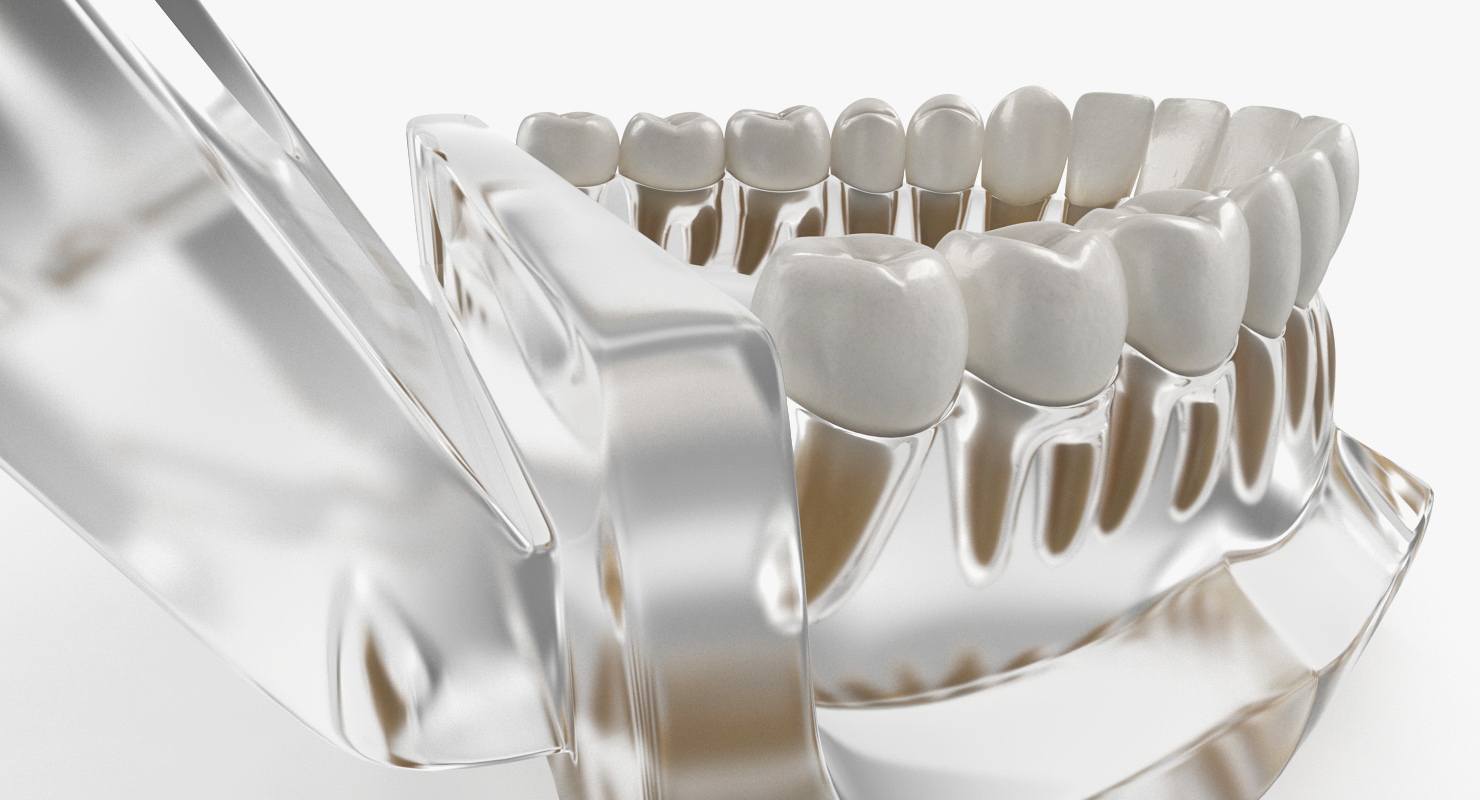 Transparent Dental Typodont Teeth Model 3D model
