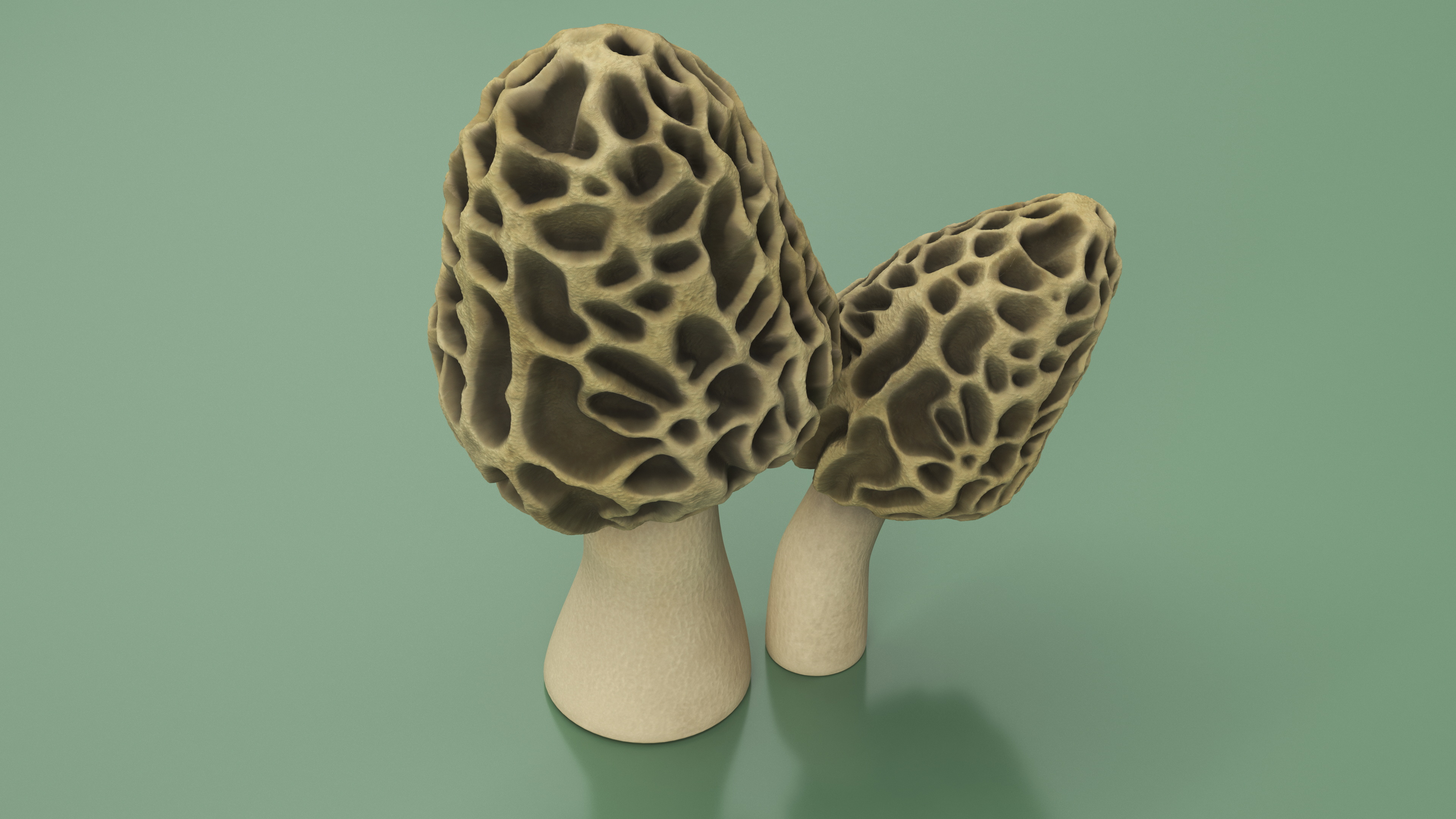 Morel 3D model