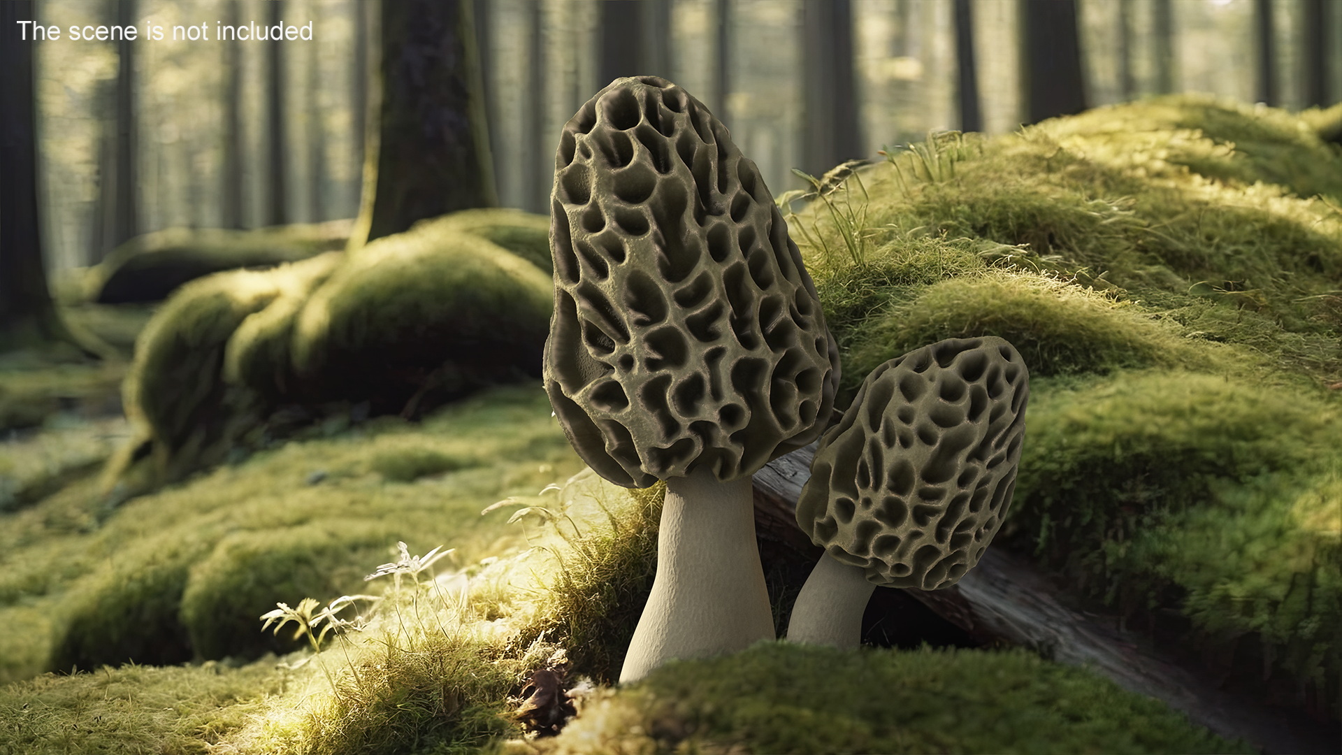 Morel 3D model