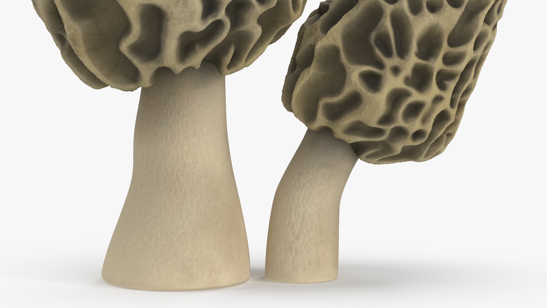 Morel 3D model