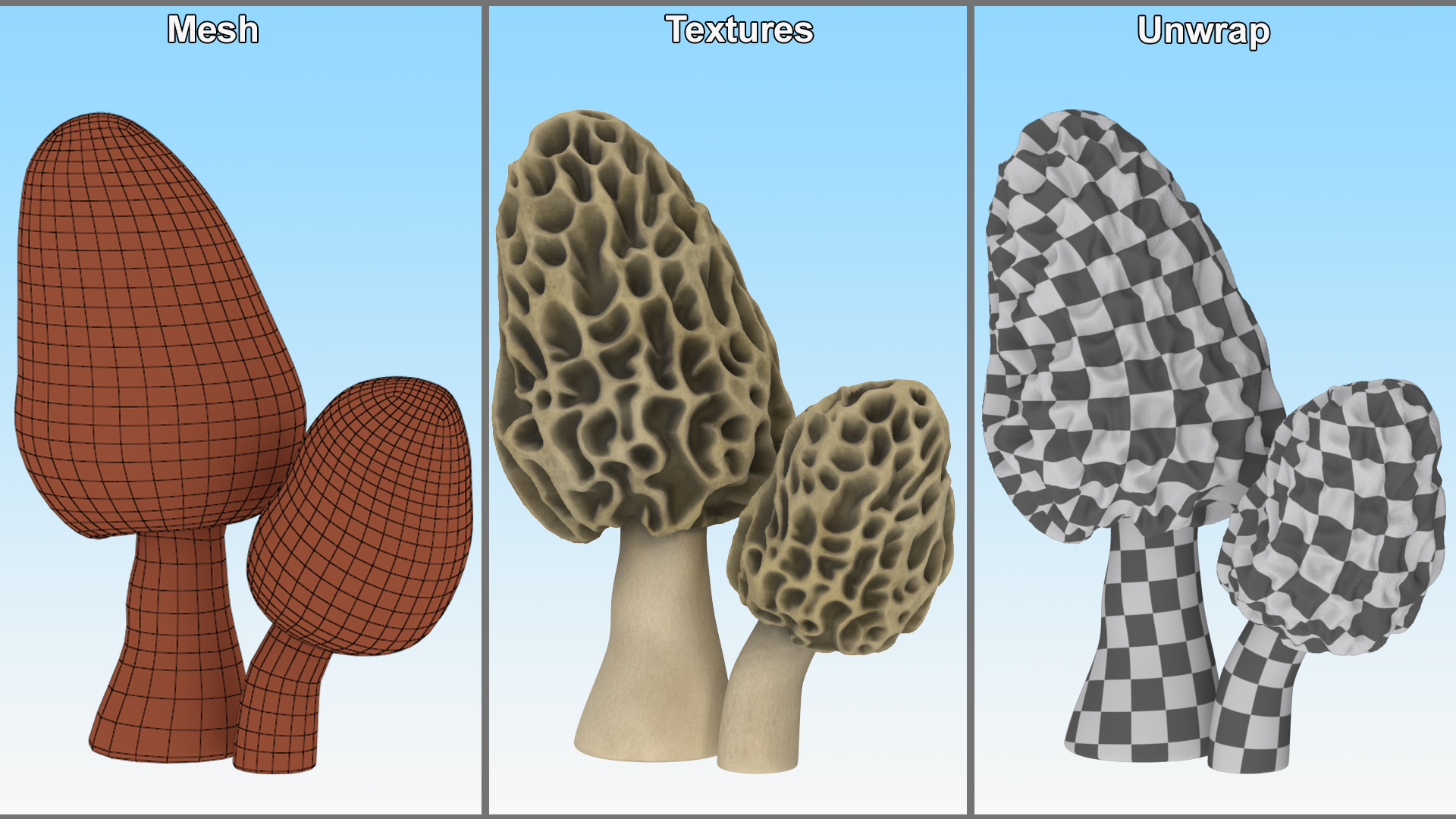 Morel 3D model