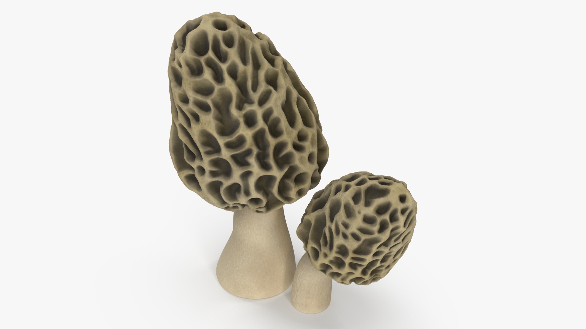 Morel 3D model