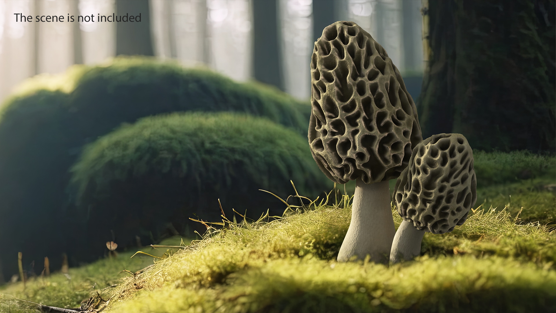 Morel 3D model