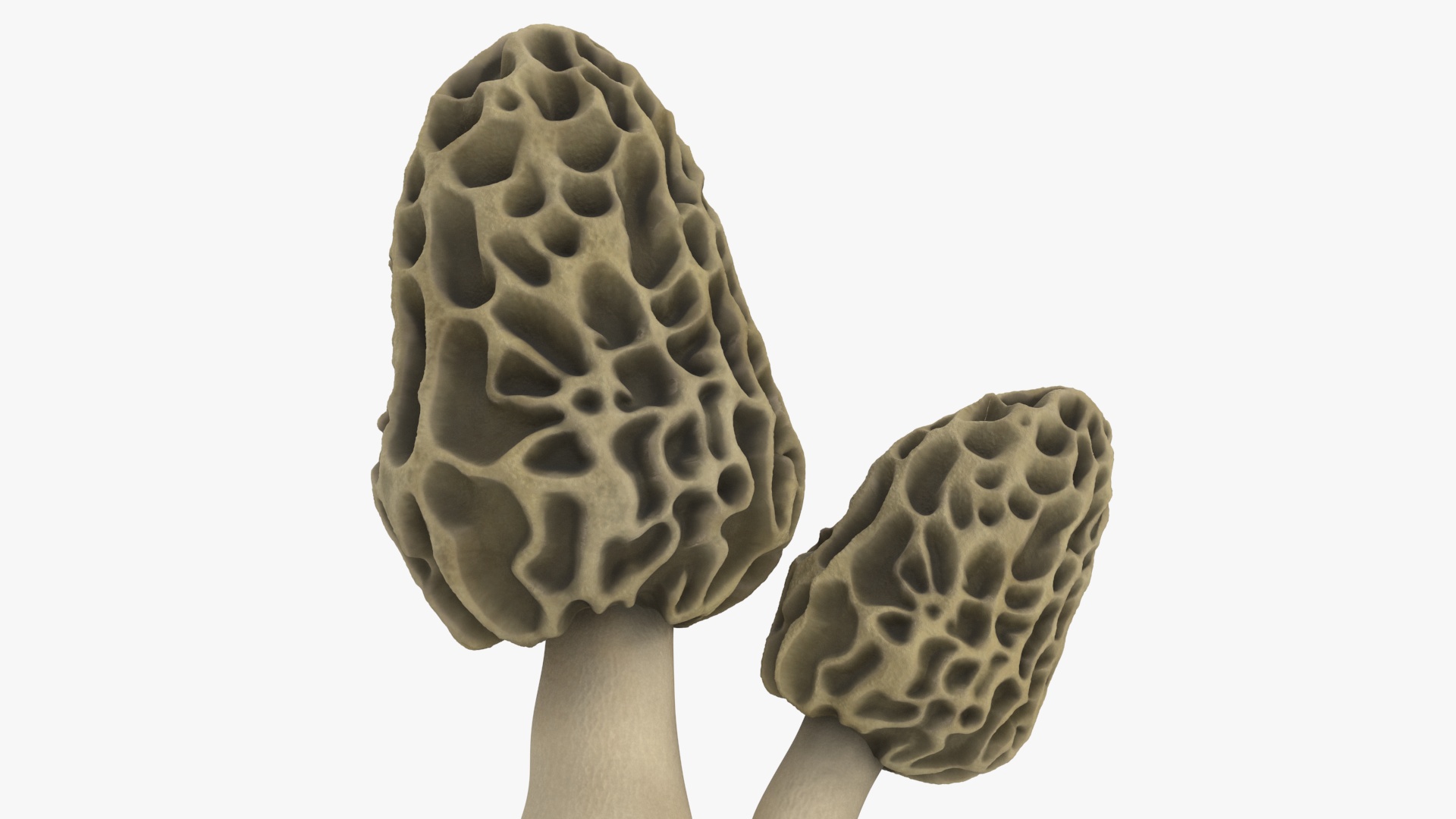 Morel 3D model