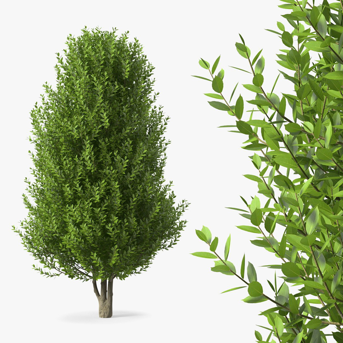 Sweet Bay Laurel Plant