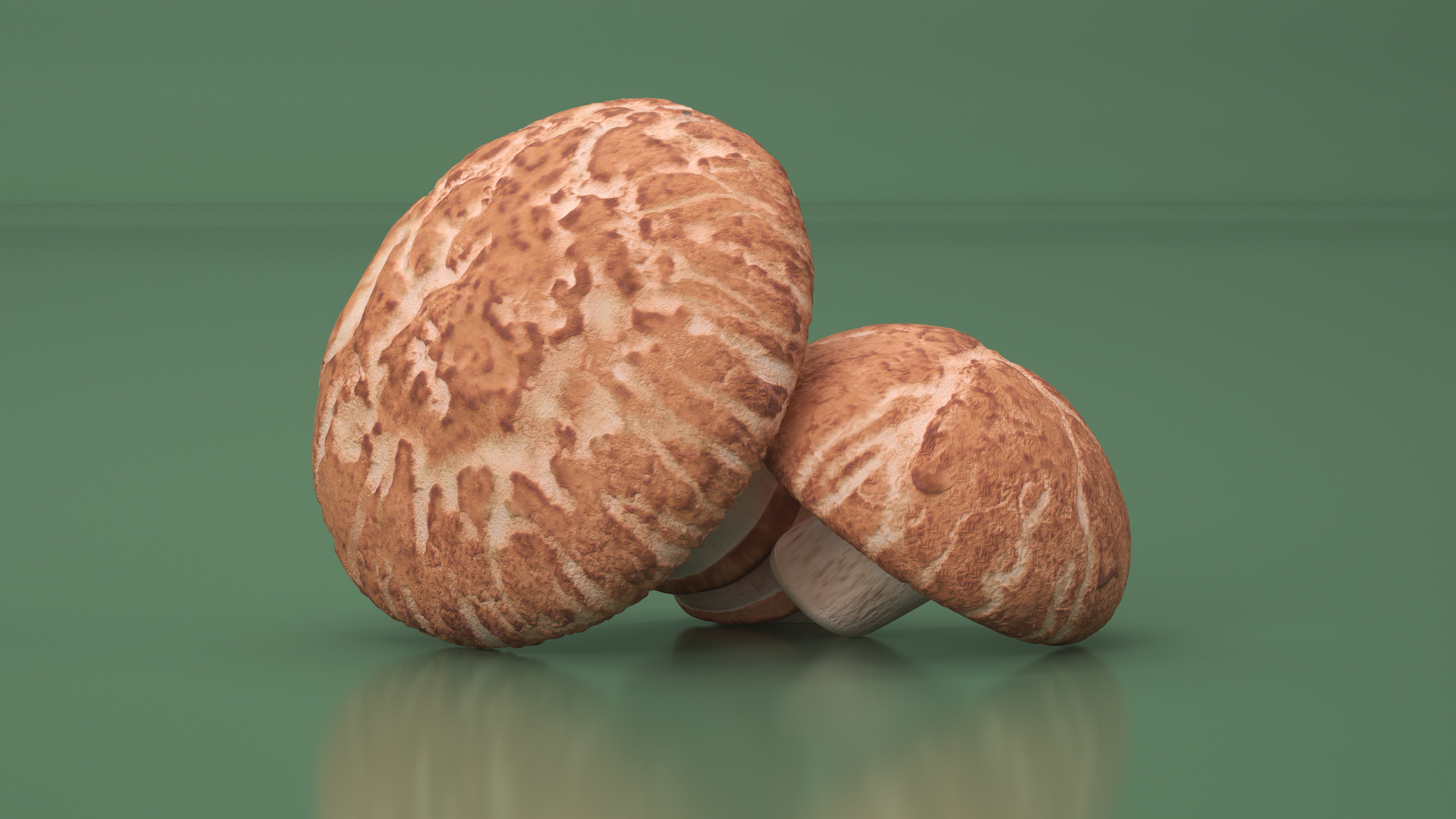 3D model Shiitake