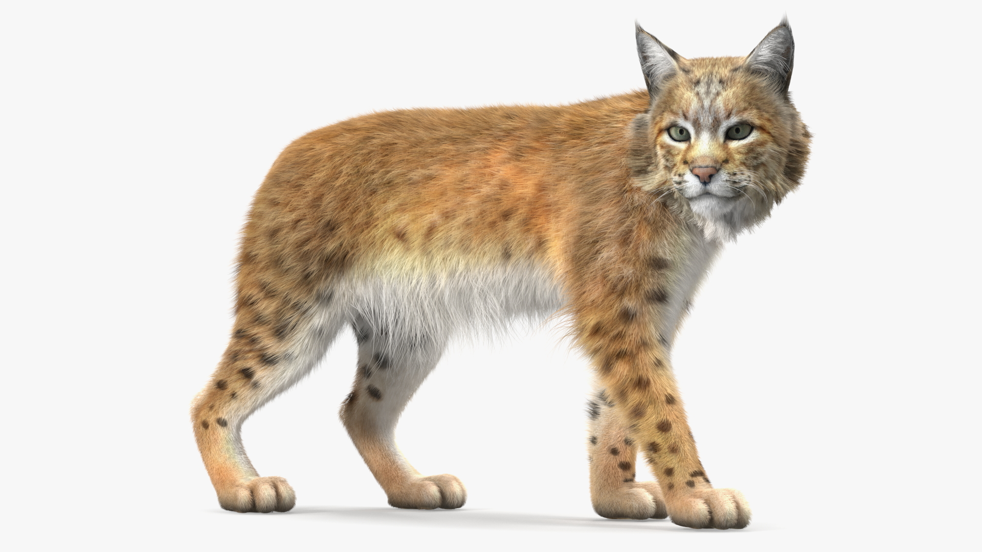 3D Lynx Animal Walking Fur model