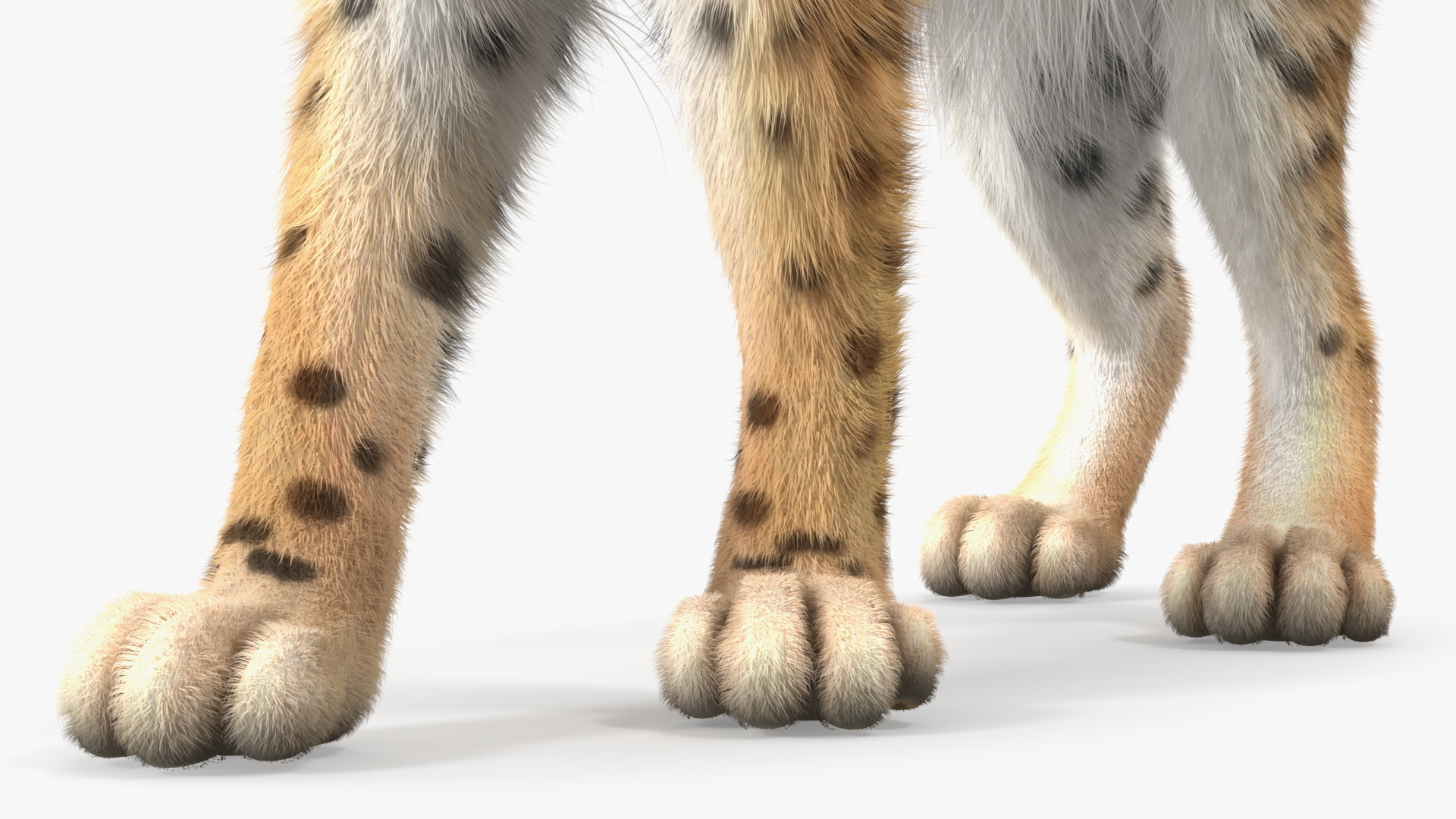 3D Lynx Animal Walking Fur model