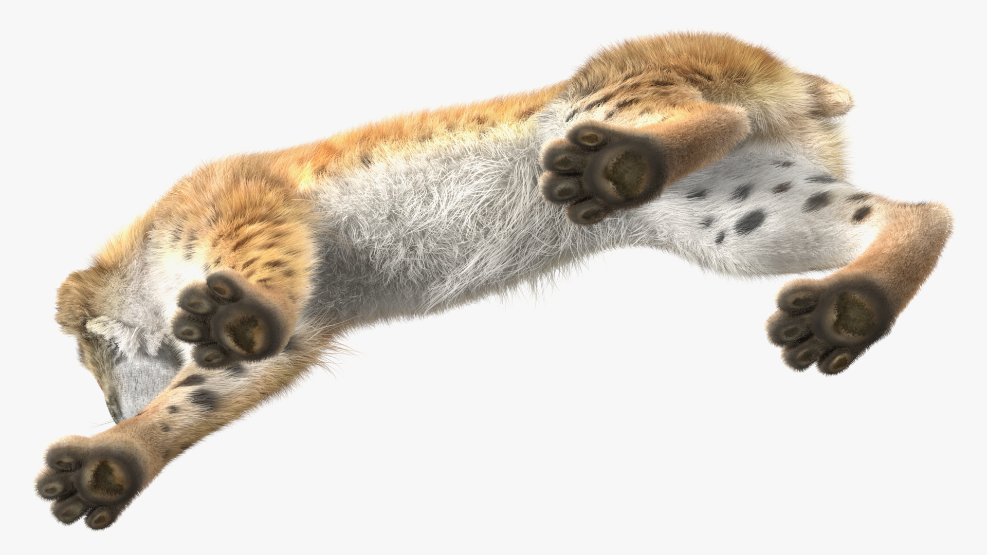 3D Lynx Animal Walking Fur model