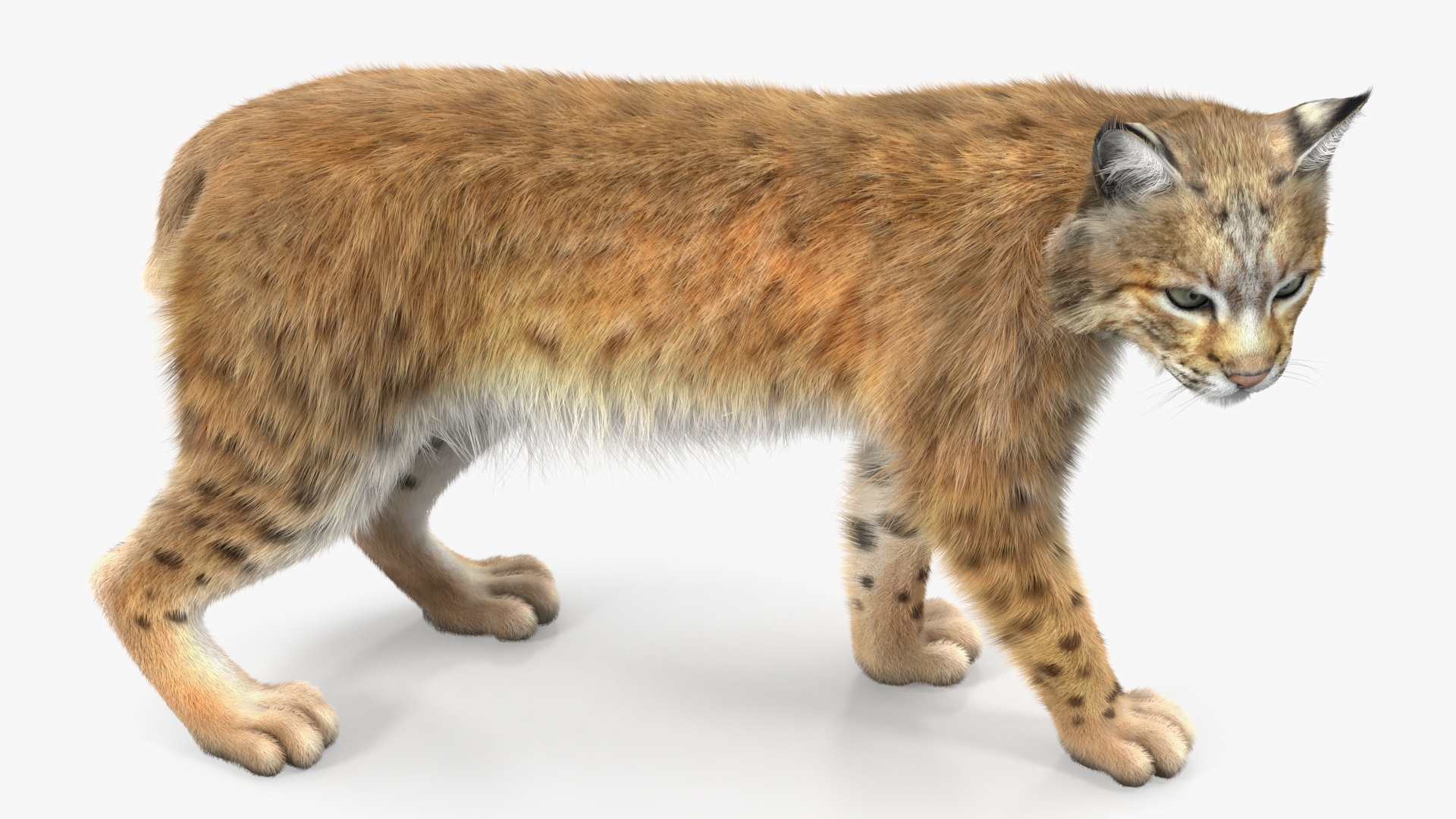 3D Lynx Animal Walking Fur model