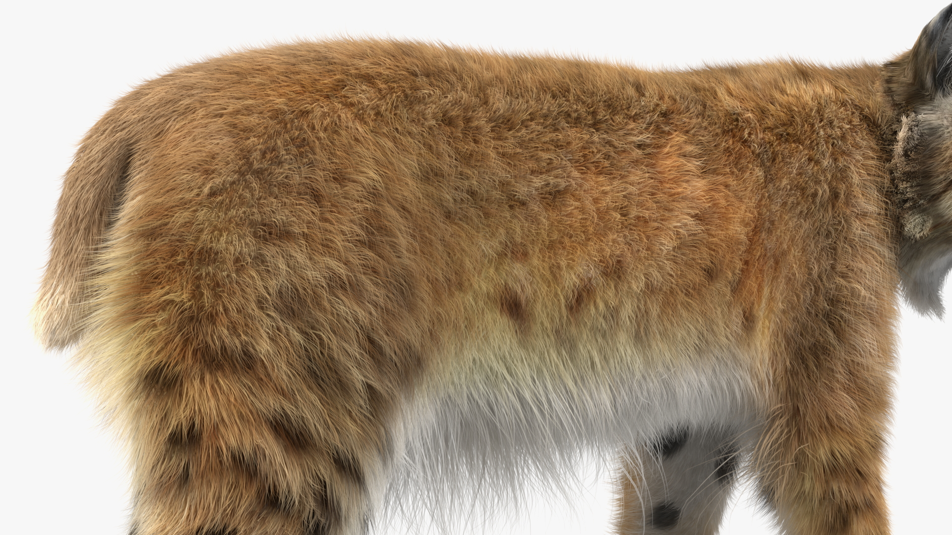 3D Lynx Animal Walking Fur model