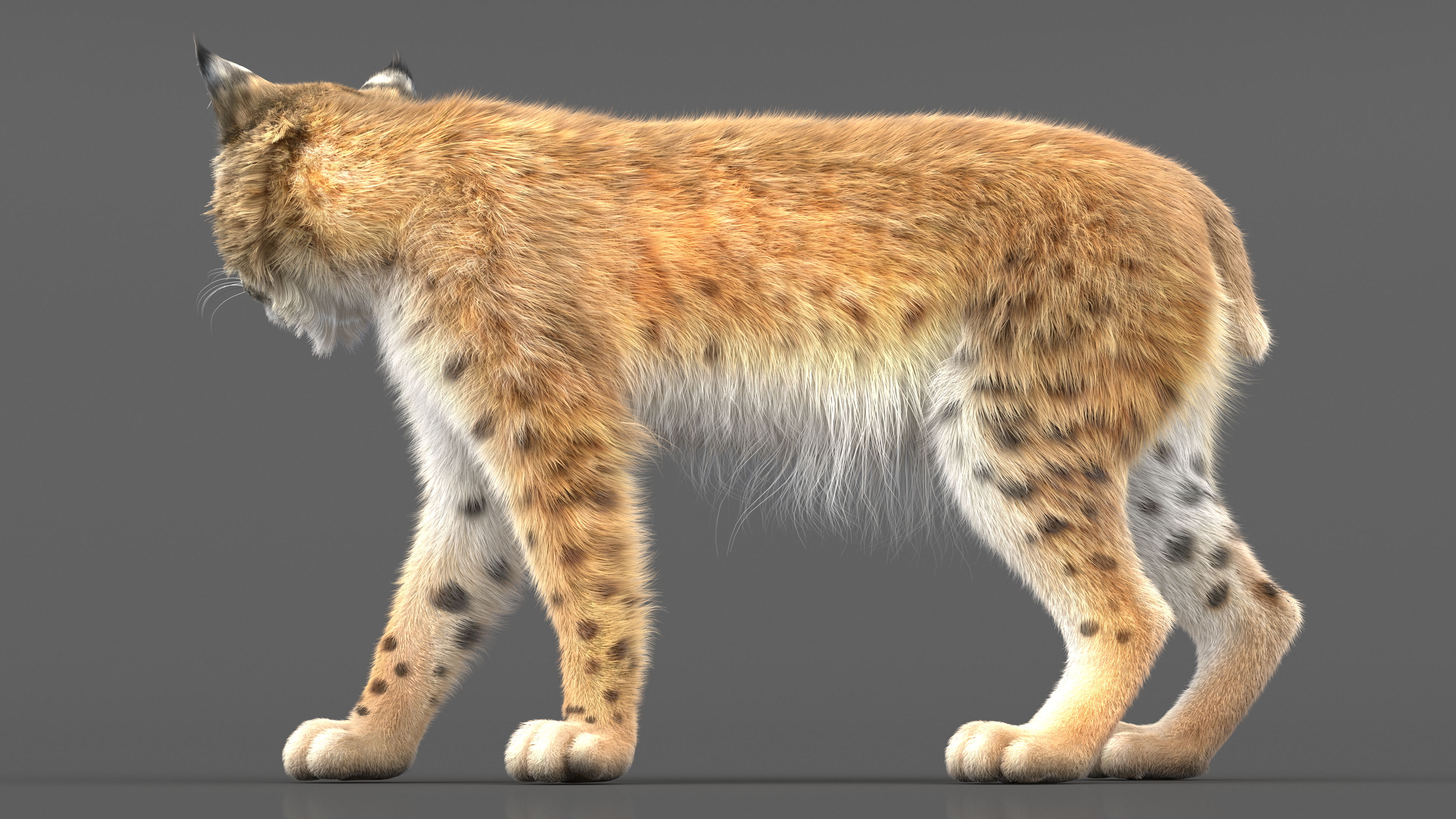 3D Lynx Animal Walking Fur model