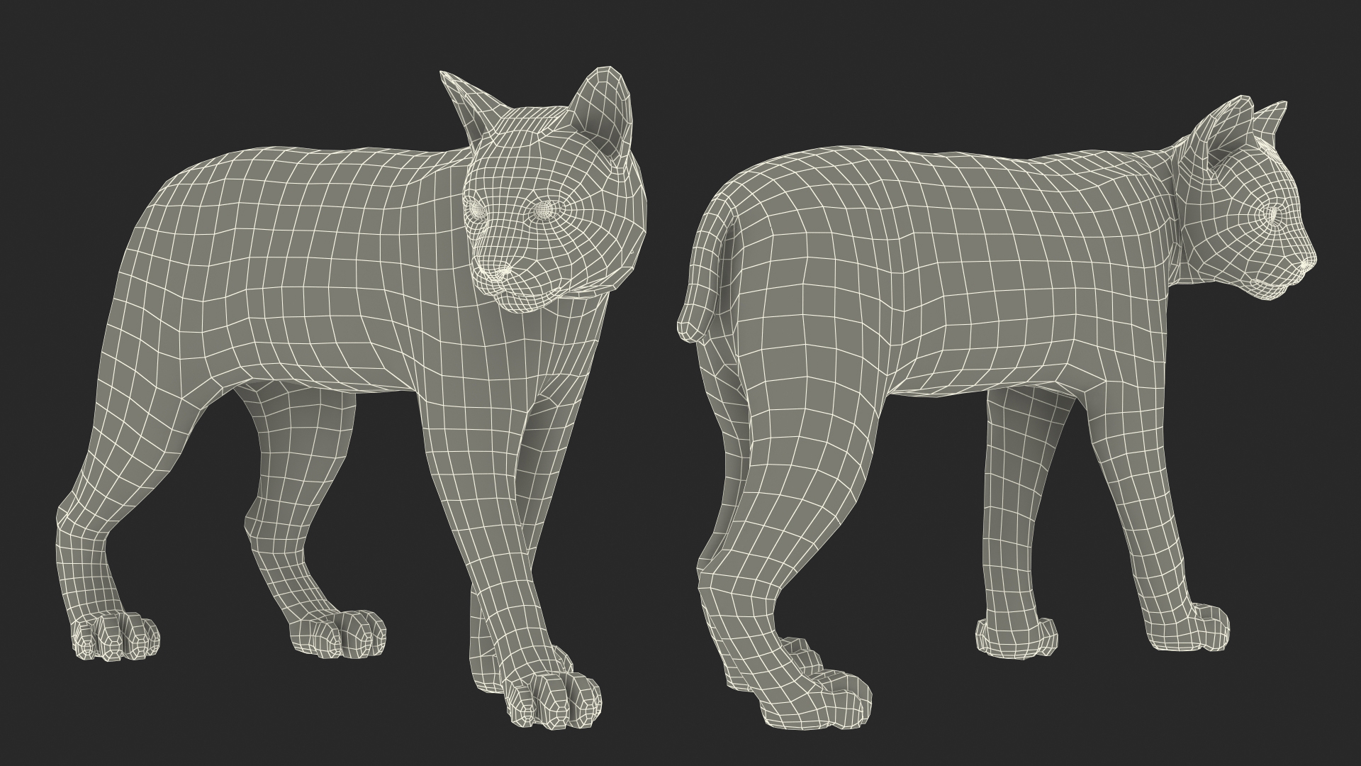 3D Lynx Animal Walking Fur model