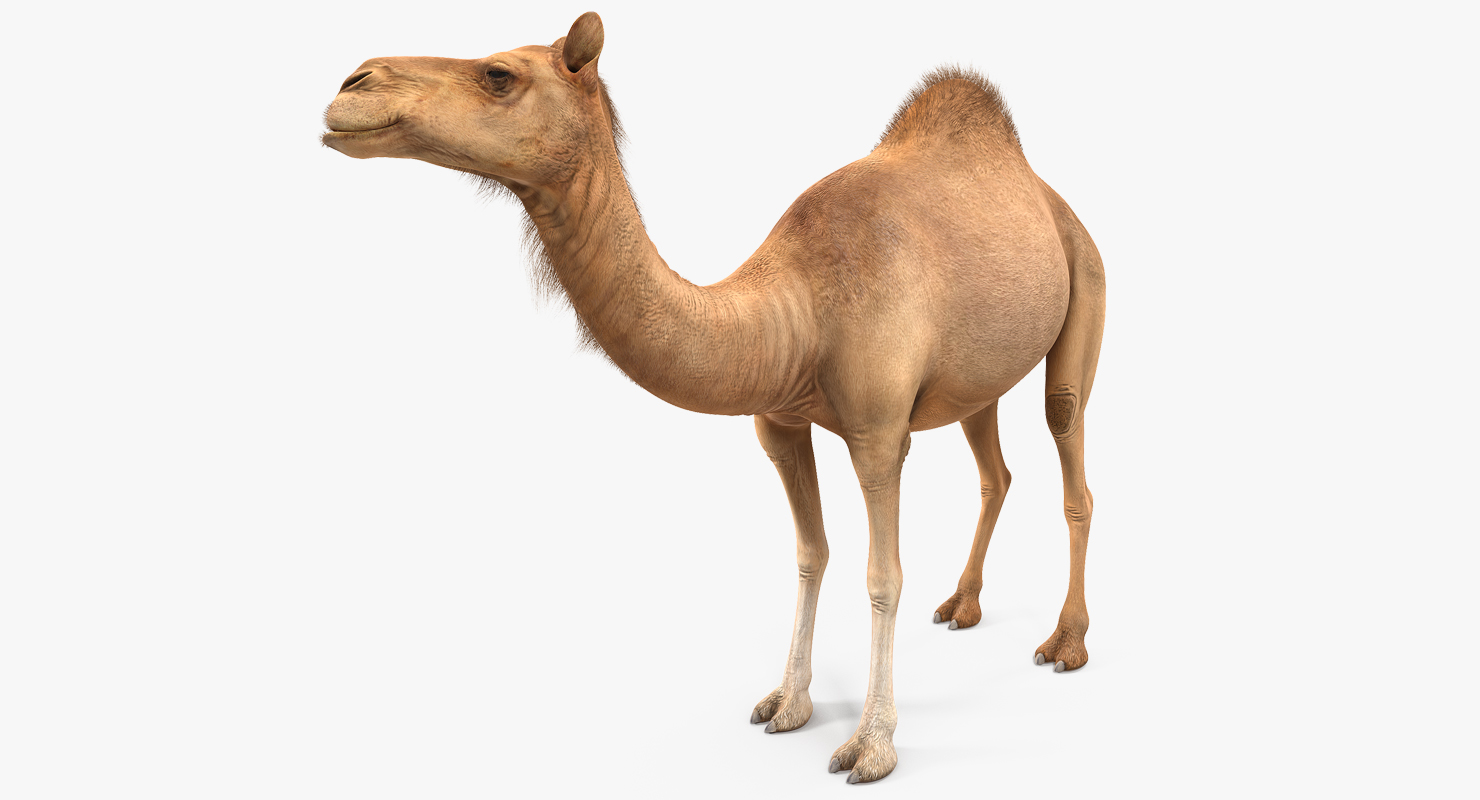 Camel Standing Pose 3D model