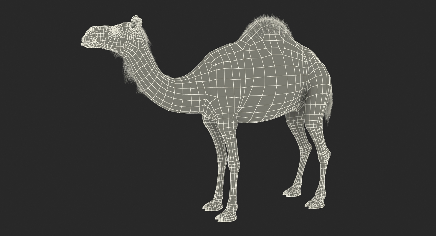 Camel Standing Pose 3D model
