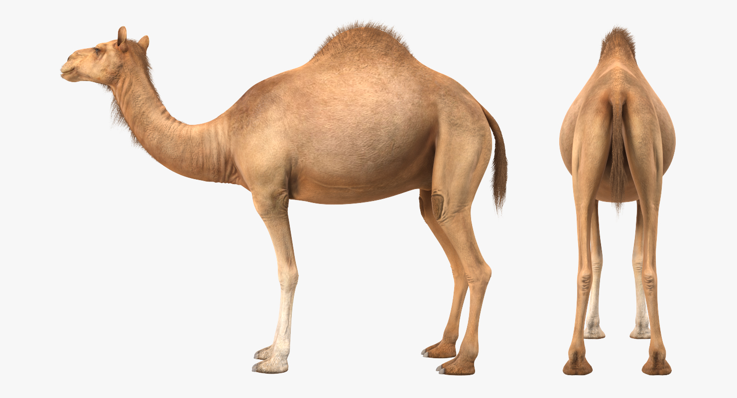 Camel Standing Pose 3D model