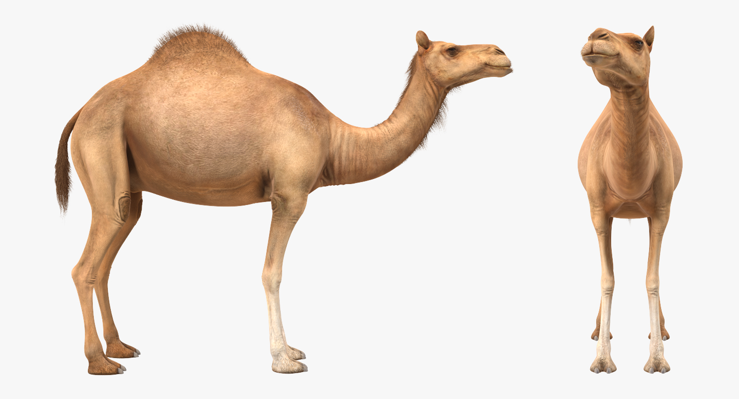 Camel Standing Pose 3D model