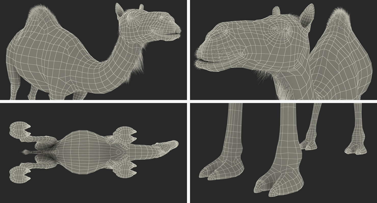 Camel Standing Pose 3D model