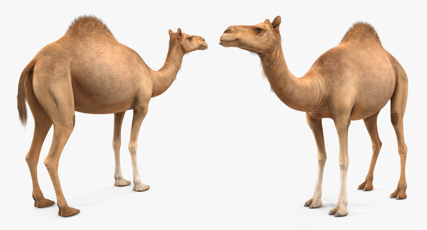 Camel Standing Pose 3D model