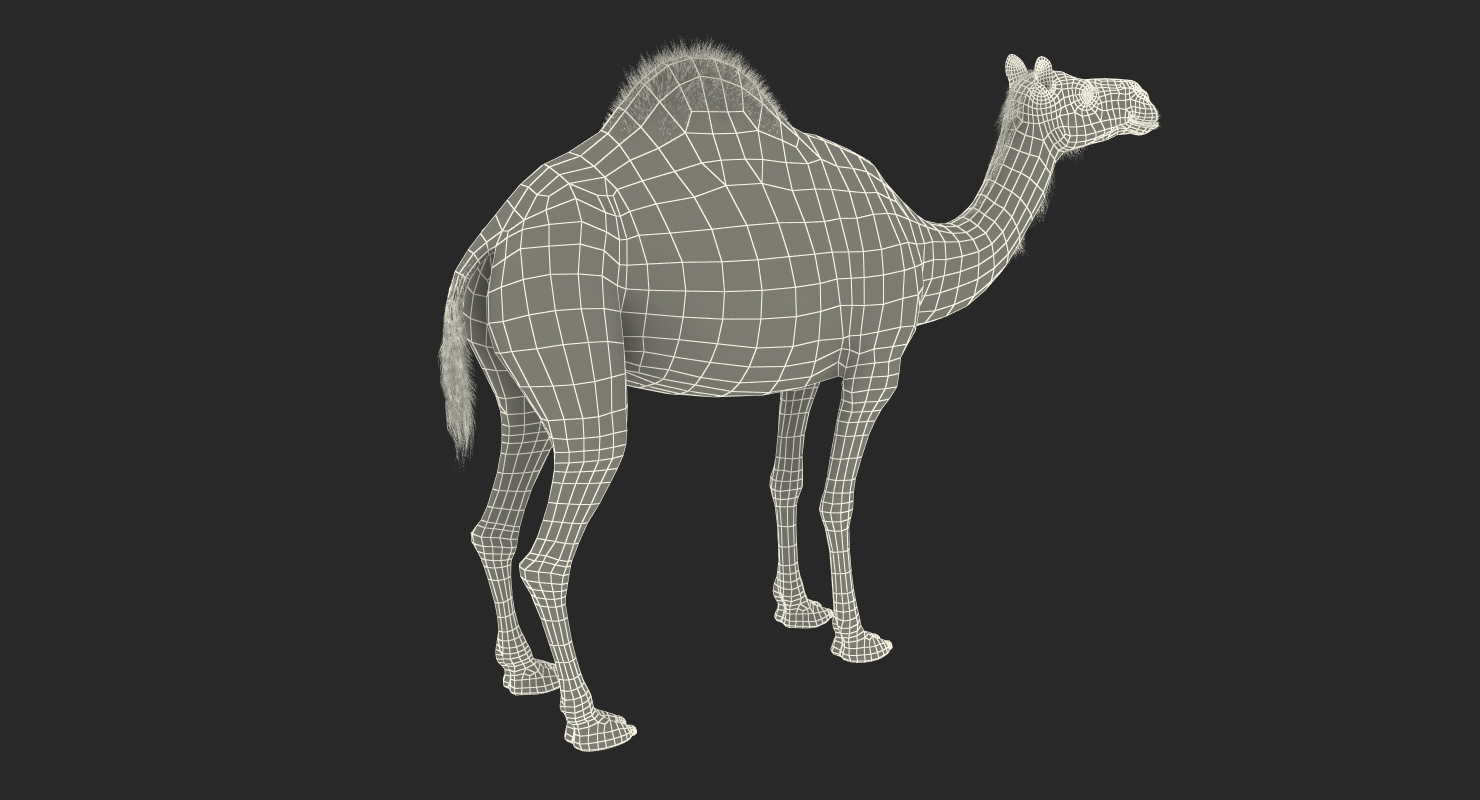 Camel Standing Pose 3D model