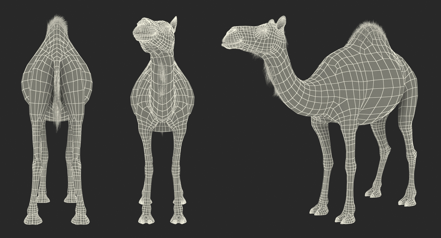 Camel Standing Pose 3D model