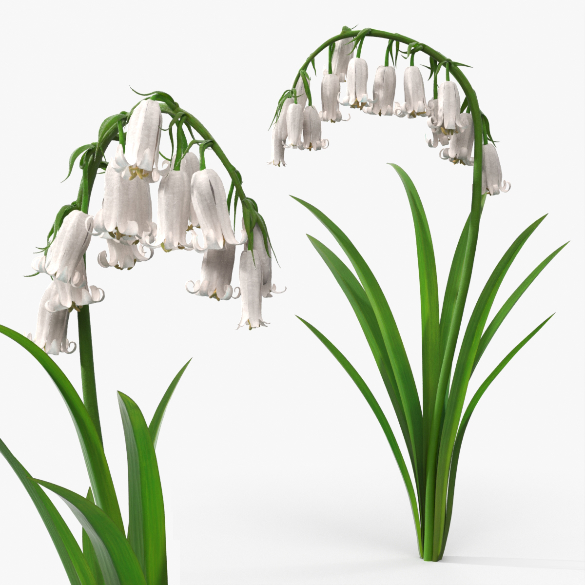 Campanula Bellflower Plant with Green Leaves White