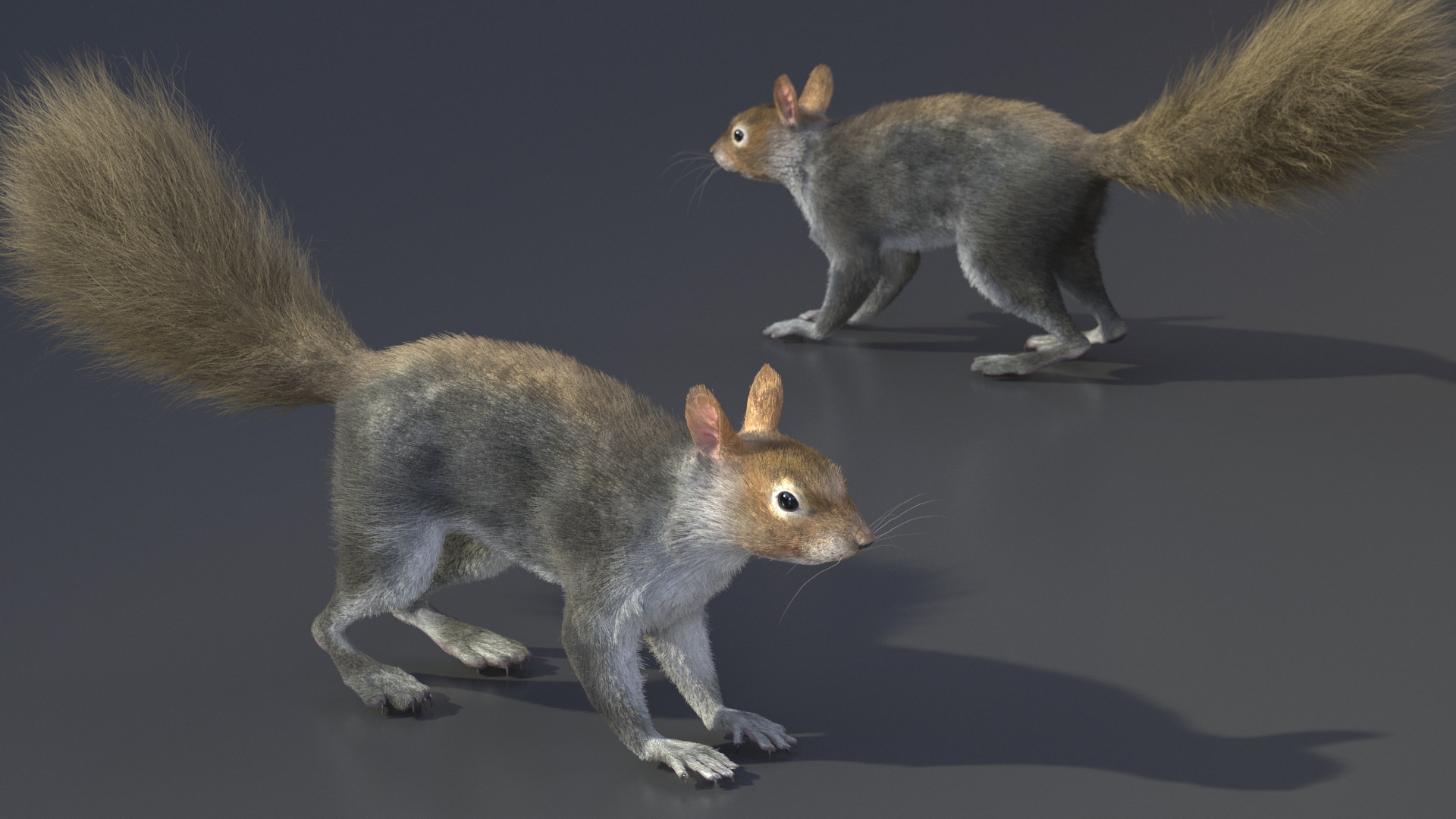 Gray Squirrel Fur 3D