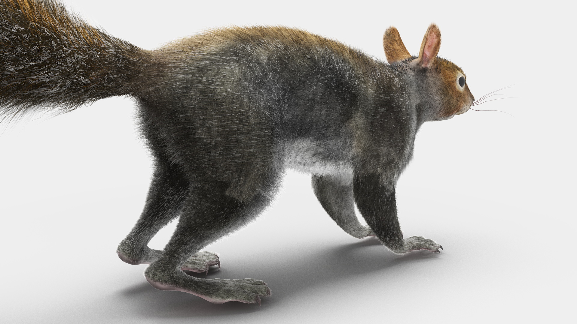 Gray Squirrel Fur 3D
